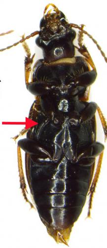 Réf. 195 401 : Harpalus pygmaeus